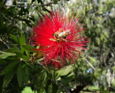 Callistemon